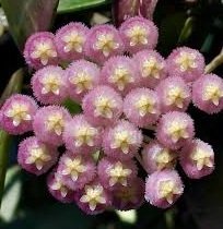 Hoya rebecca -  kokulu mum çiçeği 2 yaprak toprak da köklü ve sürgünlü (kod:new89a)