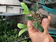 Hoya rebecca -  kokulu mum çiçeği 2 yaprak toprak da köklü ve sürgünlü (kod:new89a)
