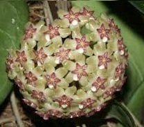 Hoya fusco marginata -  kokulu mum çiçeği 2 yaprak toprak da köklü ve sürgünlü (kod:new90a)