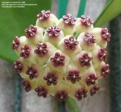 Hoya kerrii  Kokulu mum çiçeği  20 - 30 cm boyda orta boy, güçlü sürgünlü, saksıda köklü gelişmekte (kod:mum15b)