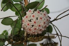 Hoya cv. chouke Kokulu mum çiçeği  30 - 50 cm boyda orta boy, güçlü sürgünlü, saksıda köklü gelişmekte (kod:mum21b)