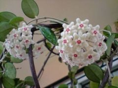 Hoya cv. mathilda Kokulu mum çiçeği  30 - 50 cm boyda orta boy, güçlü sürgünlü, saksıda köklü gelişmekte (kod:mum22b)