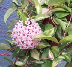 Hoya carnosa tricolor Kokulu mum çiçeği  30 - 50 cm boyda orta boy, güçlü sürgünlü, saksıda köklü gelişmekte (kod:mum24b)