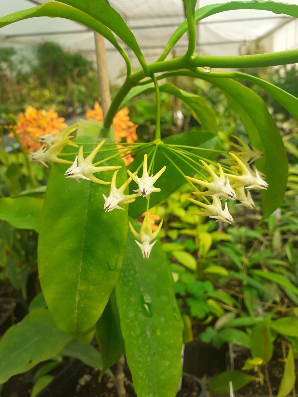 Hoya Multiflora mum çiçeği 20 - 30 cm boyda orta boy, güçlü sürgünlü, saksıda köklü tomurcuklu (kod:mum99c) 2. resimdeki