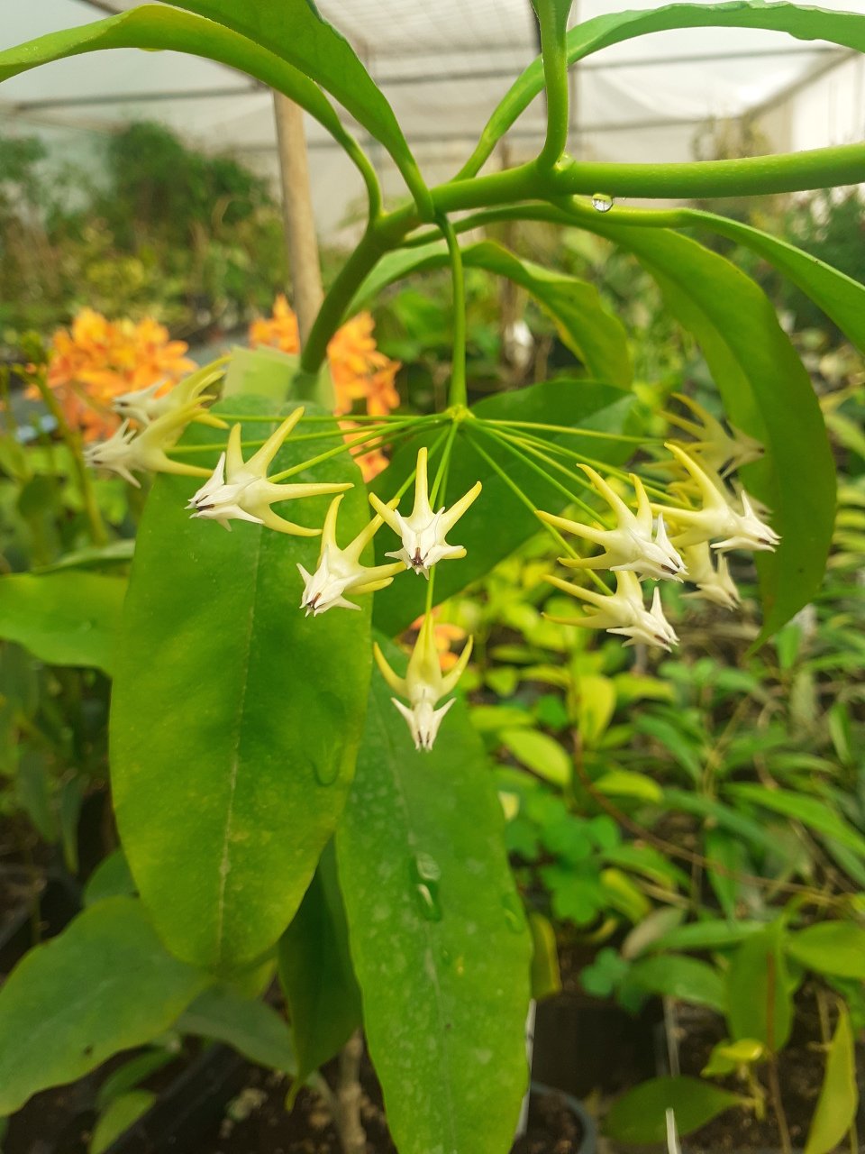 Hoya Multiflora mum çiçeği 50 - 80 cm boyda orta boy, güçlü sürgünlü, saksıda köklü bol tomurcuklu tomurcuklu (kod:mum99L) 2. resimdeki