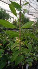 Hoya Multiflora mum çiçeği 50 - 80 cm boyda orta boy, güçlü sürgünlü, saksıda köklü bol tomurcuklu tomurcuklu (kod:mum99L) 2. resimdeki