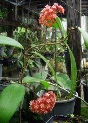 Hoya İlagiorum -  kokulu mum çiçeği  30-50 cm yaprak  yeni üretim  mini saksıda köklü ve sürgünde  (kod:new84b)
