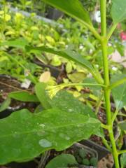 Hoya lockii -  Çikolata kokulu mum çiçeği buyuk boy tomurcuklu, saksıda köklü ve sürgünde  (kod:new80L)