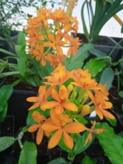 Kod:epi01 epidendrum radicans orange