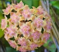 Hoya vitellina -  kokulu mum çiçeği 30 -50 cm güçlü sürgünlü orta boy gelismekte mini saksıda köklü (kod:new97b)