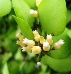 Hoya dischidia sp geri - mum çiçeği 30-50 cm arası boyda güçlü sürgünlü, mini saksıda köklü (kod:new99b)
