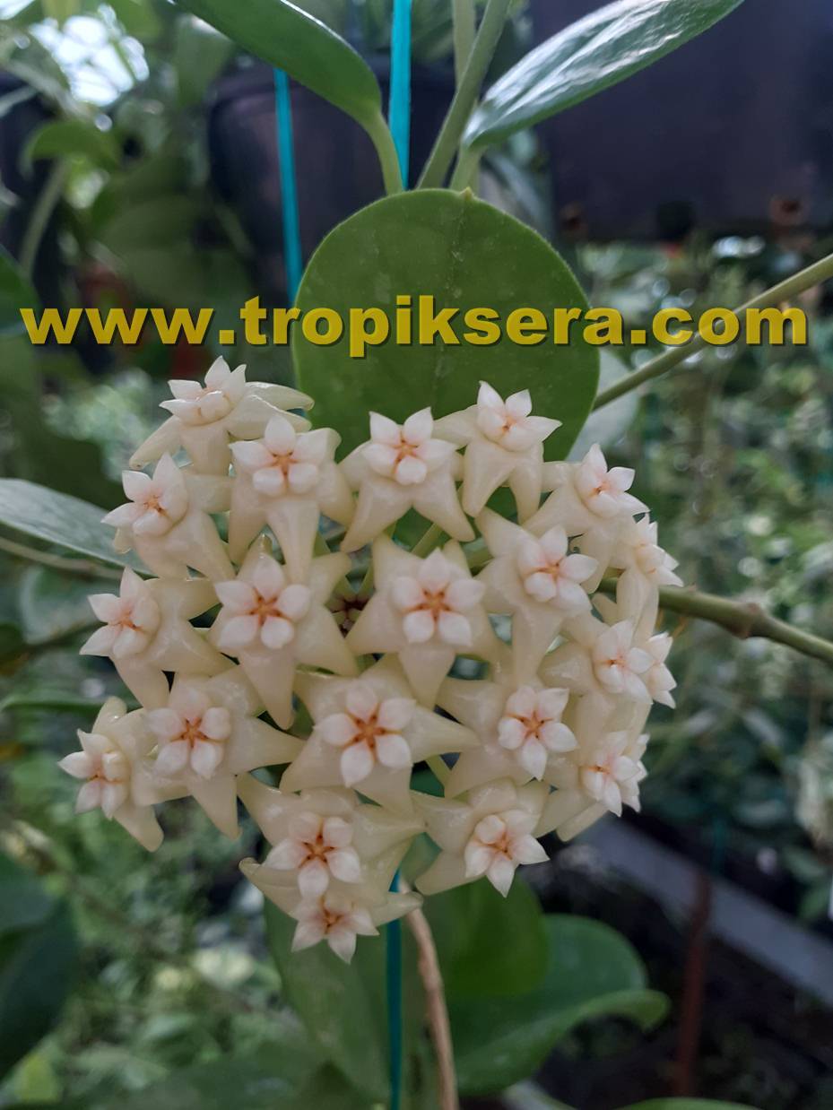 Hoya hoya pottsii -  yoğun karanfil Kokulu mum çiçeği  100-150 cm boyda. saksıda köklü ve tomurcuklu (kod:new75xl)