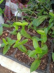 Hoya densifolia - mum çiçeği 10-20 cm boyda mini saksıda köklü.Güçlü sürgünlü (kod:new103c)
