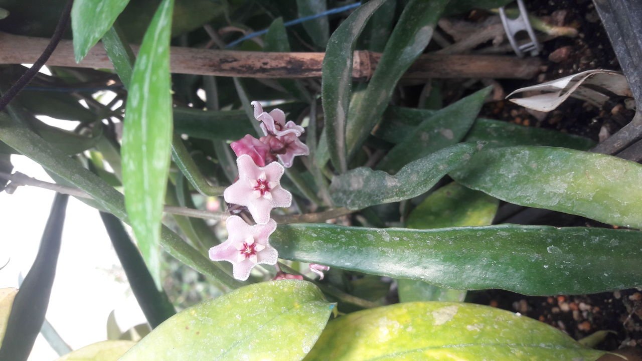 Hoya cv. minibelle. Kokulu mum çiçeği  2-4 yaprak toprak da köklü ve sürgünlü (kod:mum45a)