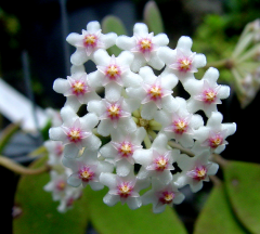 Hoya nummularioides Kokulu mum çiçeği 2 yaprak toprak da köklü ve sürgünlü  (kod:mum44a)