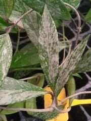 Hoya pubicalyx full silver splash, kokulu mum çiçeği    2-4 yaprak toprak da köklü ve sürgünlü (kod:mum05a)