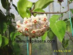 Hoya carnosa Crinkle Kokulu mum çiçeği    10-20 cm boyda, toprak da köklü ve sürgünlü (kod:mum01a)
