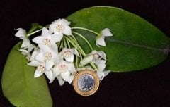 Hoya albiflora - Kokulu mum çiçeği 10-20 cm boyda mini saksıda köklü.Güçlü sürgünlü (kod:new03c)