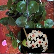 Hoya carnosa chelsea - Kokulu mum çiçeği 10-20 cm boyda mini saksıda köklü.Güçlü sürgünlü (kod:new08c)