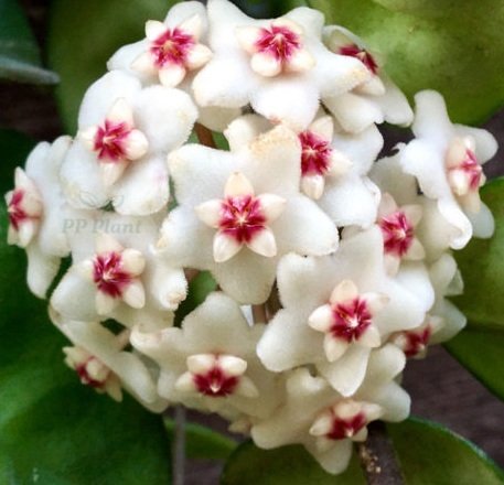 Hoya carnosa crinkle 8 white - Kokulu mum çiçeği 10-20 cm boyda mini saksıda köklü.Güçlü sürgünlü (kod:new10c)
