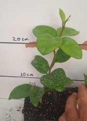 Hoya carnosa crinkle 8 white - Kokulu mum çiçeği 10-20 cm boyda mini saksıda köklü.Güçlü sürgünlü (kod:new10c)