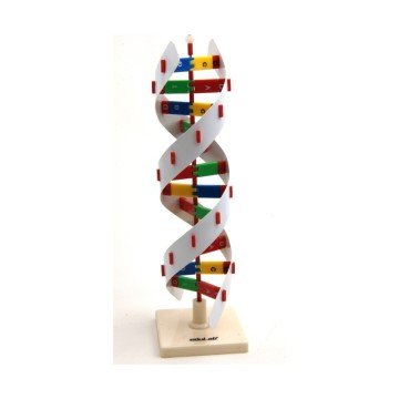 DNA MODELİ