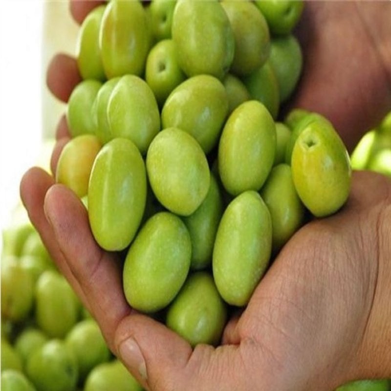 Yeni Hasat İri Boy Kırmalık Doldurmalık Çizmelik Domat Yeşil Ham Zeytin