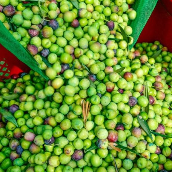 Çerezlik Yüksek Aromalı Halhalı Tipi Kırmalık Mini Meyveleri Olan Arbequina Zeytin Ham Yeşil Zeytin