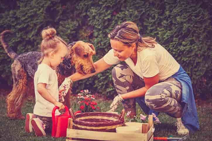 Airedale Terrier Köpek