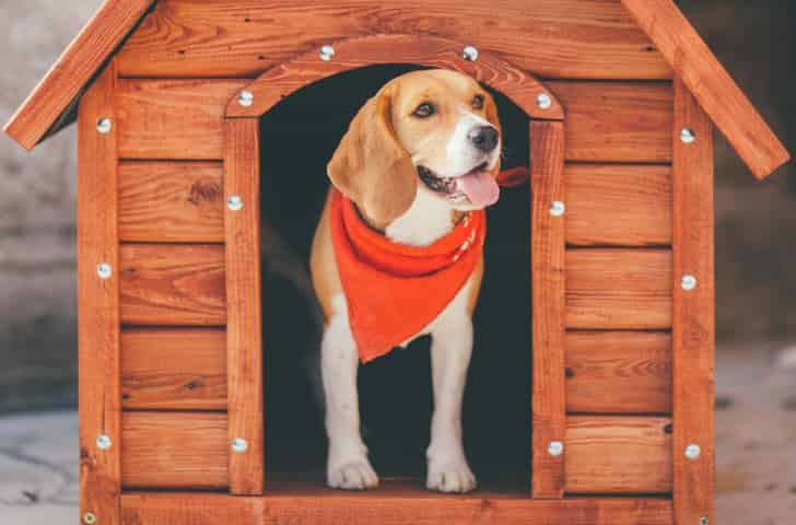 Beagle Köpek Özellikleri