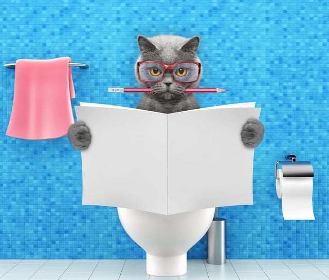 Kedilere Tuvalet Eğitimi Nasıl Verilmeli?