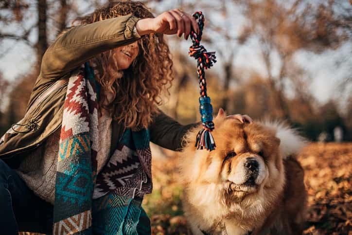 Köpek Oyuncakları Gerekli Mi?