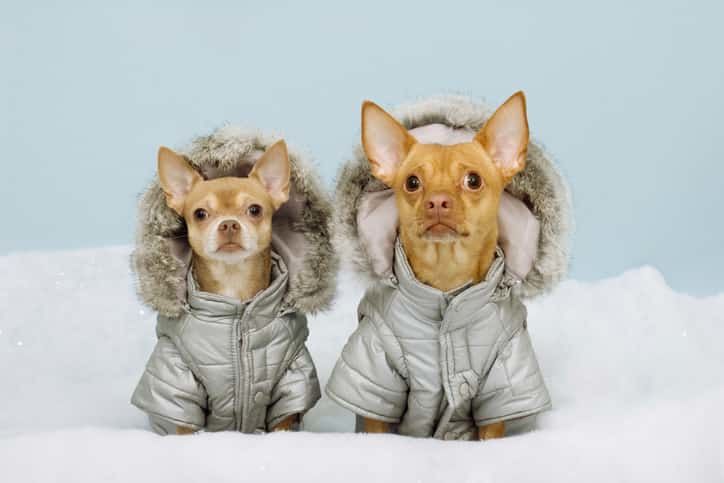 Köpekler Kışın Üşür Mü?