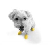 Köpek Galoşu PAWZ XX-Small sarı