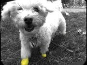 Köpek Galoşu PAWZ XX-Small sarı