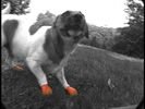 Köpek Galoşu PAWZ X-Small turuncu