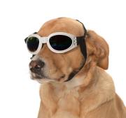 Orta ve Büyük Köpek Güneş Gözlüğü Royna Beyaz