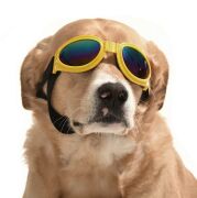 Orta ve Büyük Köpek Güneş Gözlüğü Royna Sarı
