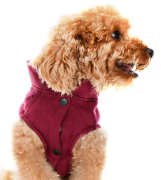 Küçük ve Orta Irk Köpek Sweatshirt - Taymo - Köpek Kıyafeti