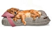 Köpek Yatağı ve Yastık Takımı - Xandro Large