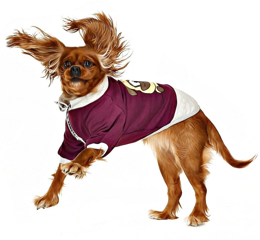 Küçük ve Orta Irk Köpek Sweatshirt - Ingo Mor - Köpek Kıyafeti