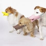 Orta Irk Köpekler için Duck Muzzle Köpek Ağızlığı