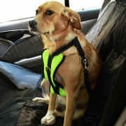 Köpek Araç Emniyet Kemeri ve Tasması Arnav Sarı