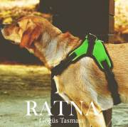 Köpek Göğüs Tasması Ratna Sarı