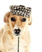Küçük ve Orta Irk Köpekler için Şapka Molda