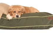 Köpek Yatağı ve Yastık Takımı - Fungo Large
