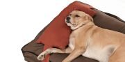 Köpek Yatağı ve Yastık Takımı - Dima Large