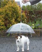 Köpek Şemsiyesi