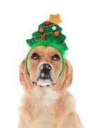 Küçük Orta Ve Büyük Irk Köpekler için Noel Ağaçlı Taç