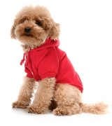 Küçük ve Orta Irk Köpek Sweatshirt - Marmit Kırmızı - Köpek Kıyafeti